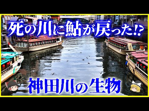 【ゆっくり解説】伊達政宗が採掘した⁉️「神田川」の成り立ちと生物を解説/かつて「死の川」と呼ばれた神田川の歴史とは？