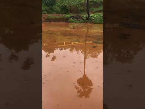 What is that branch indicates in the middle of paddy field ?