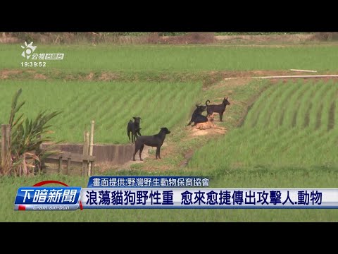 浪蕩貓狗攻擊問題嚴重 野保團體促修法管制 | 公視台語台 | 20241111