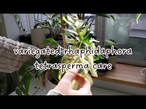 How to Keep Variegated Rhaphidaphora Tetrasperma Plants Alive