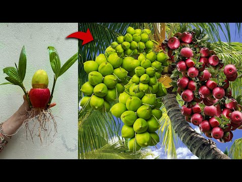 [Great Techniques] i Use special techniques for grating coconuts with apples to produce most fruit