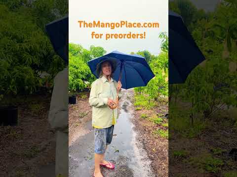 Mango Sales Move Online This Week! ☔️💧🥭#mango #rainyday #organic