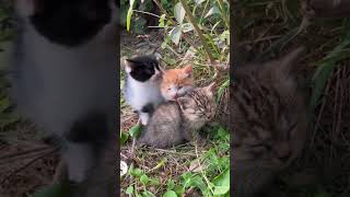 Cute kitten clips compilations #cat #cutenessoverload #kittenclips #pawsitivelyadorable 😻😘😘