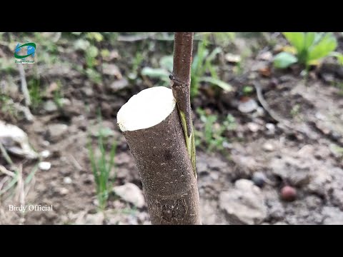 Fig Grafting By Using Side-veneer Grafting Technique