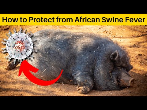 What is African Swine Fever | How it Spreads | How to Control and Symptoms | African Swine Flu