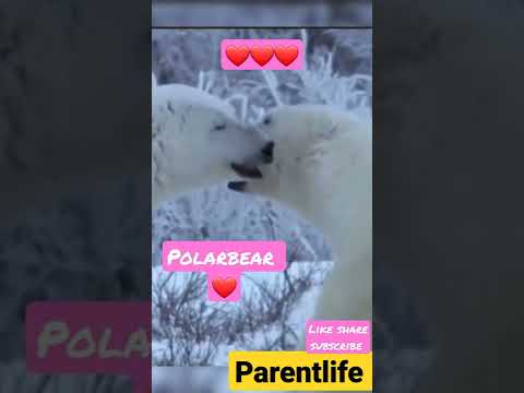 polarbear love short #parentlife