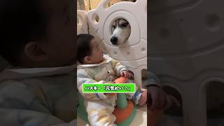 ハスキーさんの動画見て笑ったら寝ろwwwww #動物  #おもしろ動画