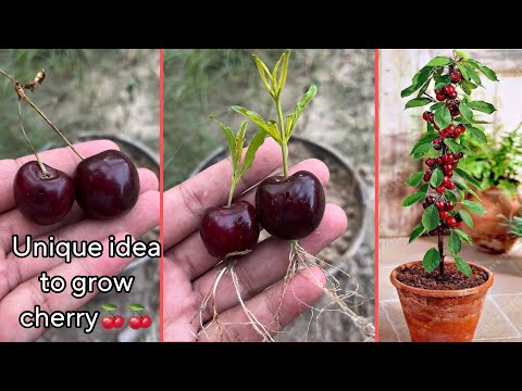 How to grow cherry 🍒 trees with onion natural harmonies | very easy method |