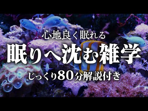 【睡眠用 雑学】眠りへ沈む雑学【リラックス】ゆっくりと眠りに沈める雑学をまとめました♪