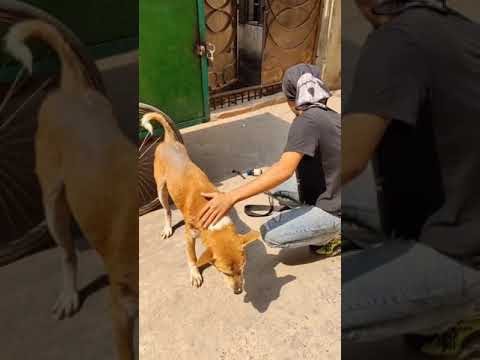 #rescueanimals spot treatment done#animalsrescuer #animalsrescue #animalshelter