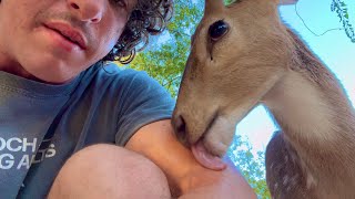 Why I Ate This Baby Deer (Apology Video)