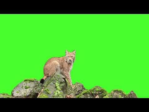 Jungle Cat green screen video