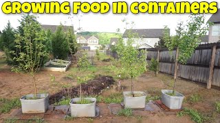 GROWING FRUIT TREES IN CONTAINERS | HOW TO CREATE AN ORCHARD IN SMALL SPACES | TIPS AND TRICKS