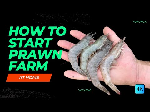 How To Start PRAWN FARMING At HOME For HIGH PROFIT | Shrimp Farming Guide - Things you need to know