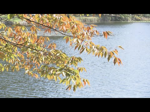 【映像】日本最古　南湖公園の秋　福島・白河市【カメラめせん⑱】