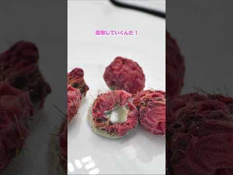 ラズベリーを一瞬で腐らせてみた！　#ショート　#科学　#実験