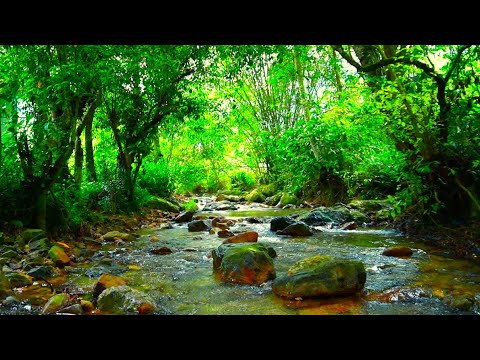 Amazing Nature Scenery and Relaxing Sound for Stress Relief, relaxing river, birds sound