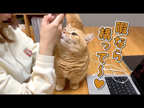 暇そうな飼い主にすかさず甘えに来る猫が可愛すぎる！