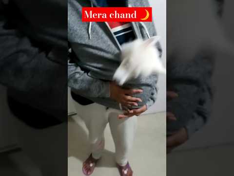 ##chand #viralvideo #funny #petlover #ytshorts #youtubeshorts#cute #pets #ytshorts #doglover