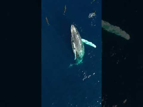 Dolphins protecting pregnant Humpback Whale!