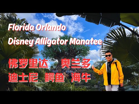 奧蘭多迪士尼，動物王國，看鰐魚，看海牛，麥克吃海鮮 florida orlando disney alligator manatee