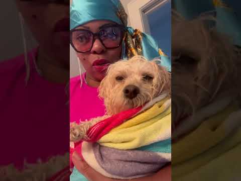 MALTIPOO NAFIA DONT LIKE BATH TIME!#maltipoovlog #maltipoo #maltipoolife #maltipoos #doglover