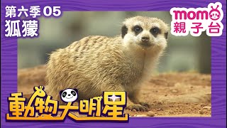 動物大明星 S6：EP 05【狐獴】認識動物｜自然生態｜魚類｜昆蟲｜海洋生物｜哺乳類｜兒童節目｜Animal big star｜第六季 第5集【親子台｜官方HD】momokids