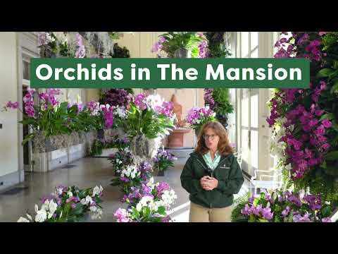 Celebrate Orchids in the Mansion 2023 at Cheekwood