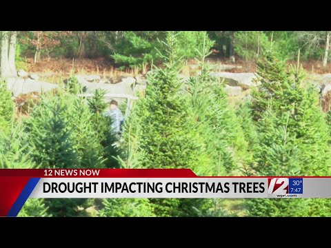 Is the dry weather affecting Christmas tree farms?