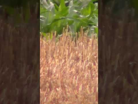 Pest control with 17hmr #hunting #gun #trending #trendingshorts ##shorts