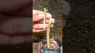 Easy Technique How to Grafting Tree From Cutting #shorts #youtubeshorts #treegrafting