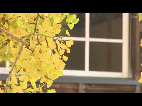 【映像】旧喰丸小の大イチョウ　福島・昭和村【カメラめせん⑲】