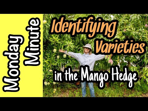 Monday Minute- Identifying Varieties in the Mango Hedge