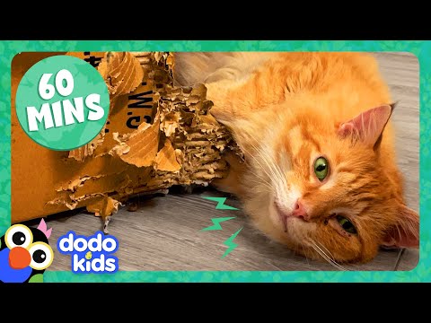 60 Minutes Of Animals Who Make Us LOL | 1 Hour Of Funny Animal Videos | Dodo Kids