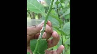 Bud grafting method in short YT #grafting #plants