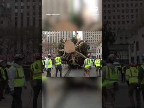 Rockefeller Center Christmas Tree arrives in New York City