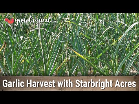 Interview with Starbright Acres Family Farms-Garlic Harvest