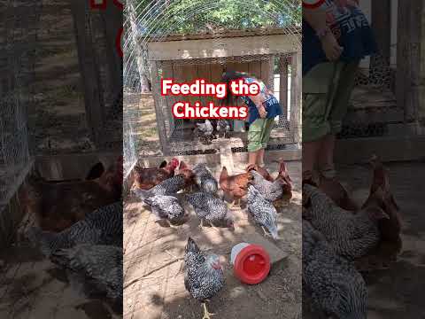 Feeding the Chickens #shorts #Chickens