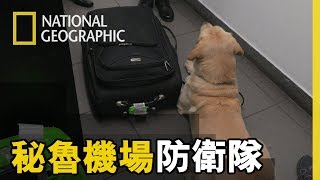 緝毒犬是機場防衛隊的好朋友，憑藉著牠們敏銳的嗅覺總能準確的找到可疑的行李 【祕魯機場防衛隊】短片精華版