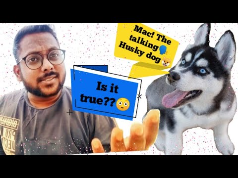 Talking Dog | Speaking Husky Dog | Husky Dog | Talking Huskies| Husky Puppies | Aswin's AREA