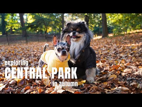 Exploring Central Park in Autumn With Our Dogs | Life in NYC