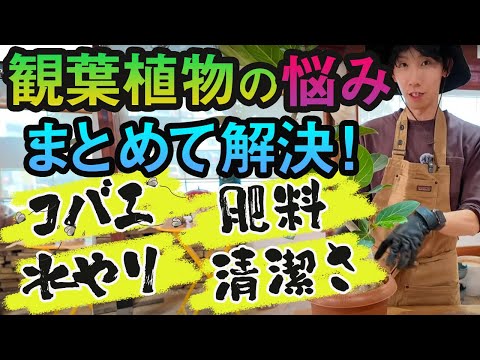 【開発秘話を語ります】観葉植物の虫、水やり、肥料の悩みを解決！「たすだけ観葉植物の土」