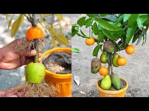 How to grow mango and orange and java apple fruit to be a single tree |grow multiple tree #zkgreen