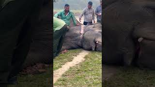 Treatment of Elephant | Innocent Animal | Chitwan | Please subscribe | Prawin