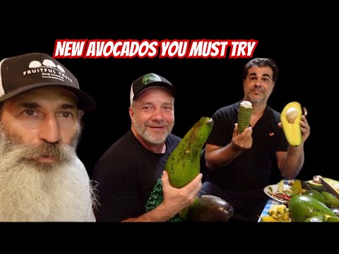 Five Early Season Avocados You Must Taste In 2024