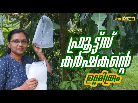 Smart farming/Fruit protection bag/Fruit tips