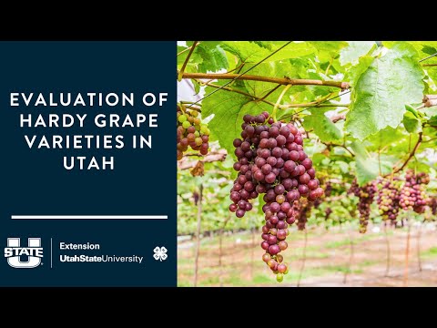 Evaluation of Hardy Grape Varieties in Utah