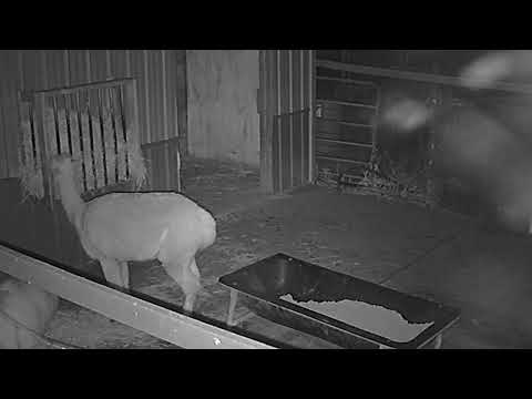 ReindeerCam Live Stream