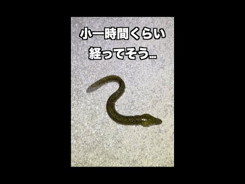 ウナギが道に落ちてたので…