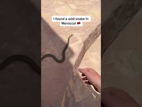 I found a wild SNAKE in Morocco!